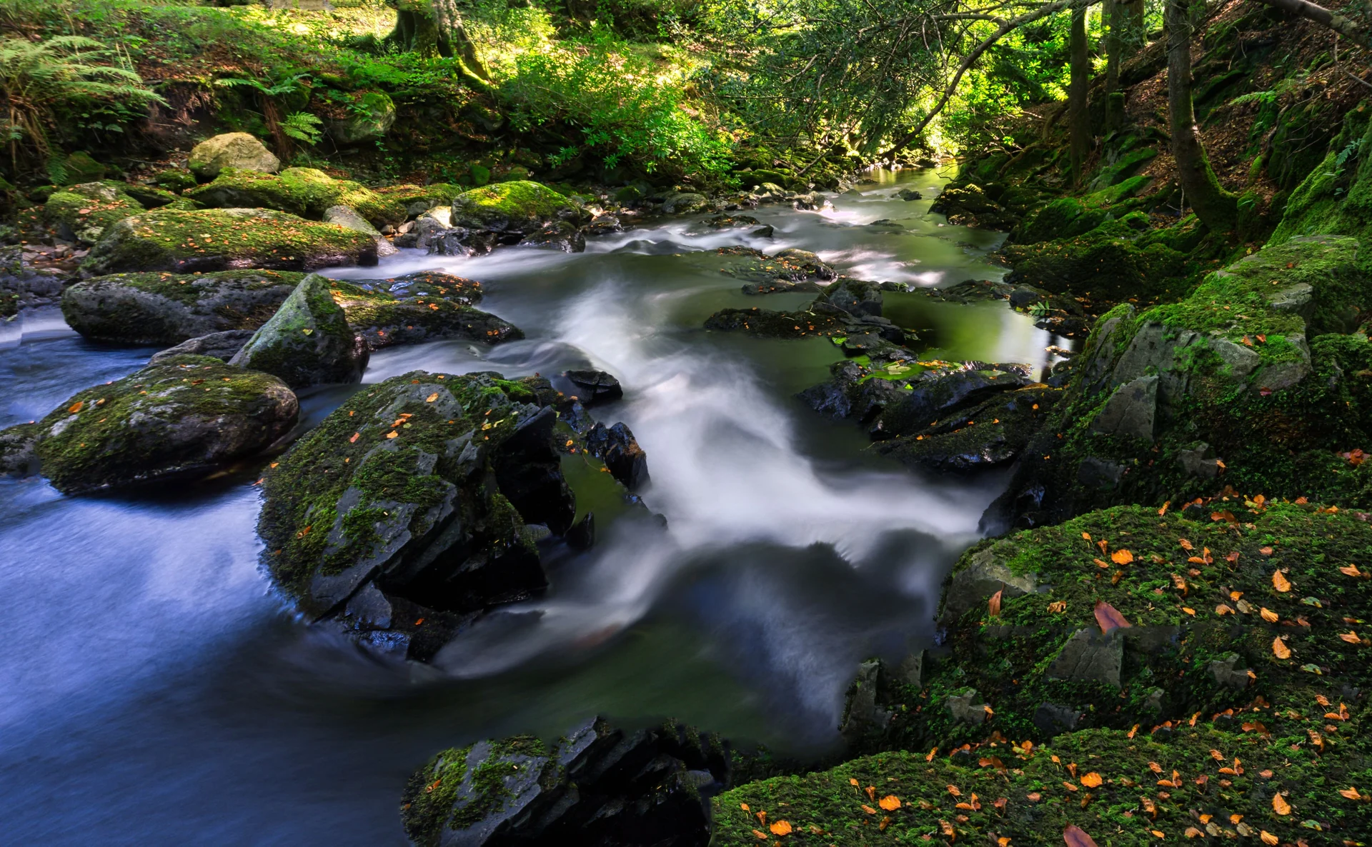 A forest stream flowing over moss-covered rocks, photographed by Ray Bilcliff